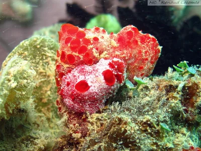 Aldisa zavorensis - Nouméa, NC-SU, NC