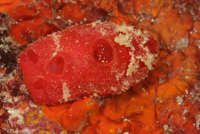 Aldisa zavorensis - Tioman Island, Pahang, Malaysia