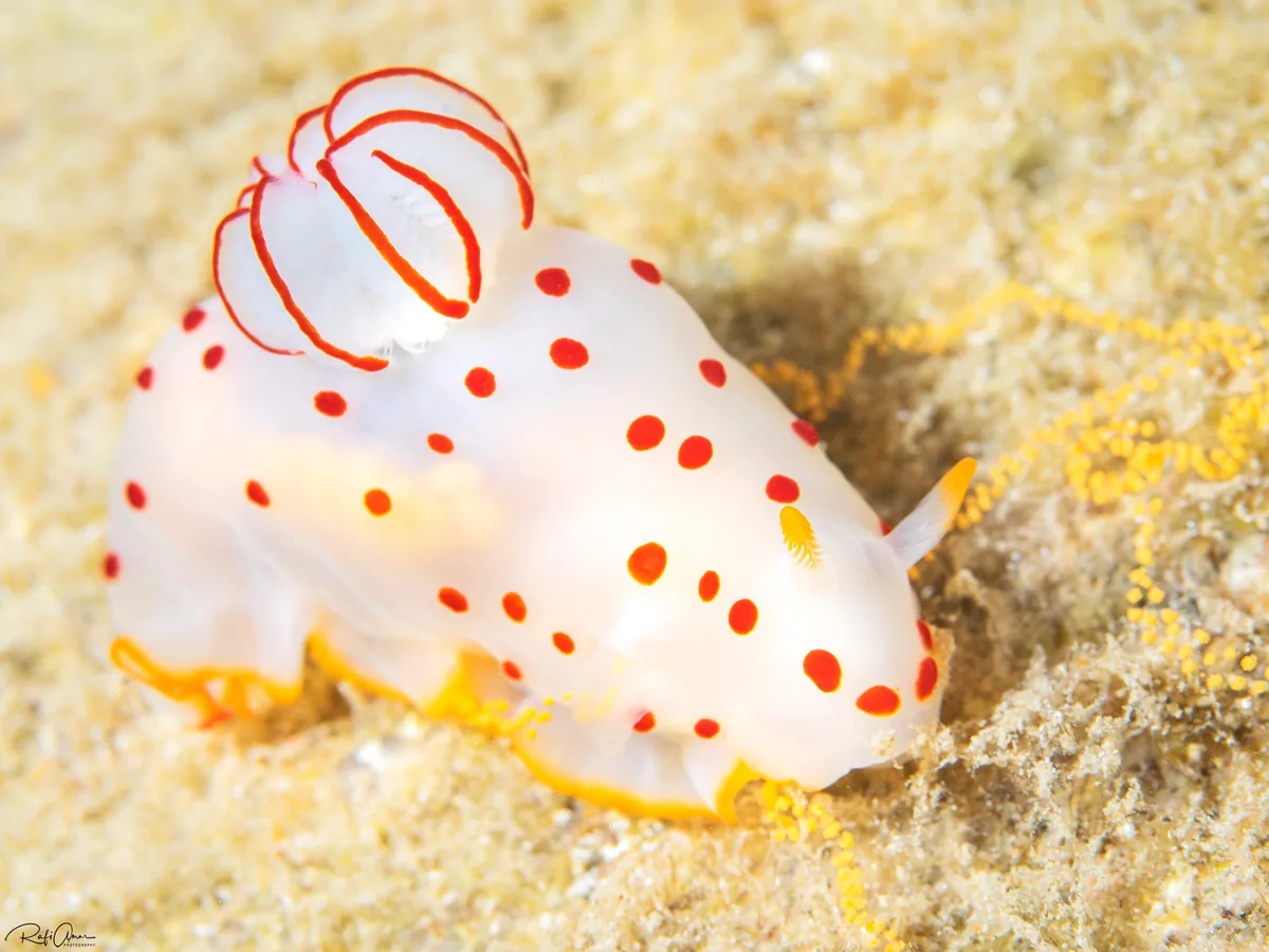 Ceylon Gymnodoris - Gymnodoris ceylonica