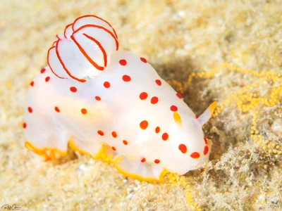 Ceylon Gymnodoris - Gymnodoris ceylonica
