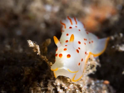 Gymnodoris ceylonica