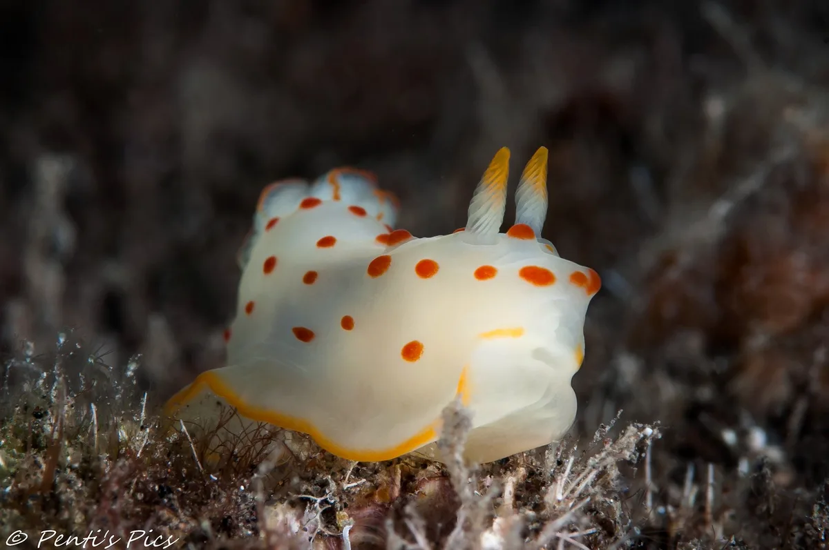 Gymnodoris ceylonica