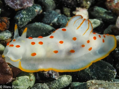 Gymnodoris ceylonica - weda bay-1140609.jpg