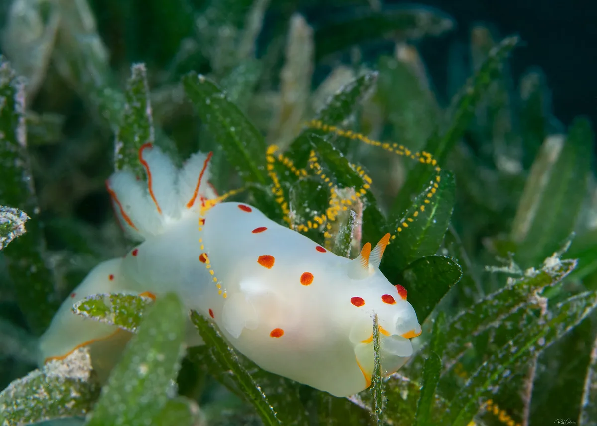Gymnodoris ceylonica