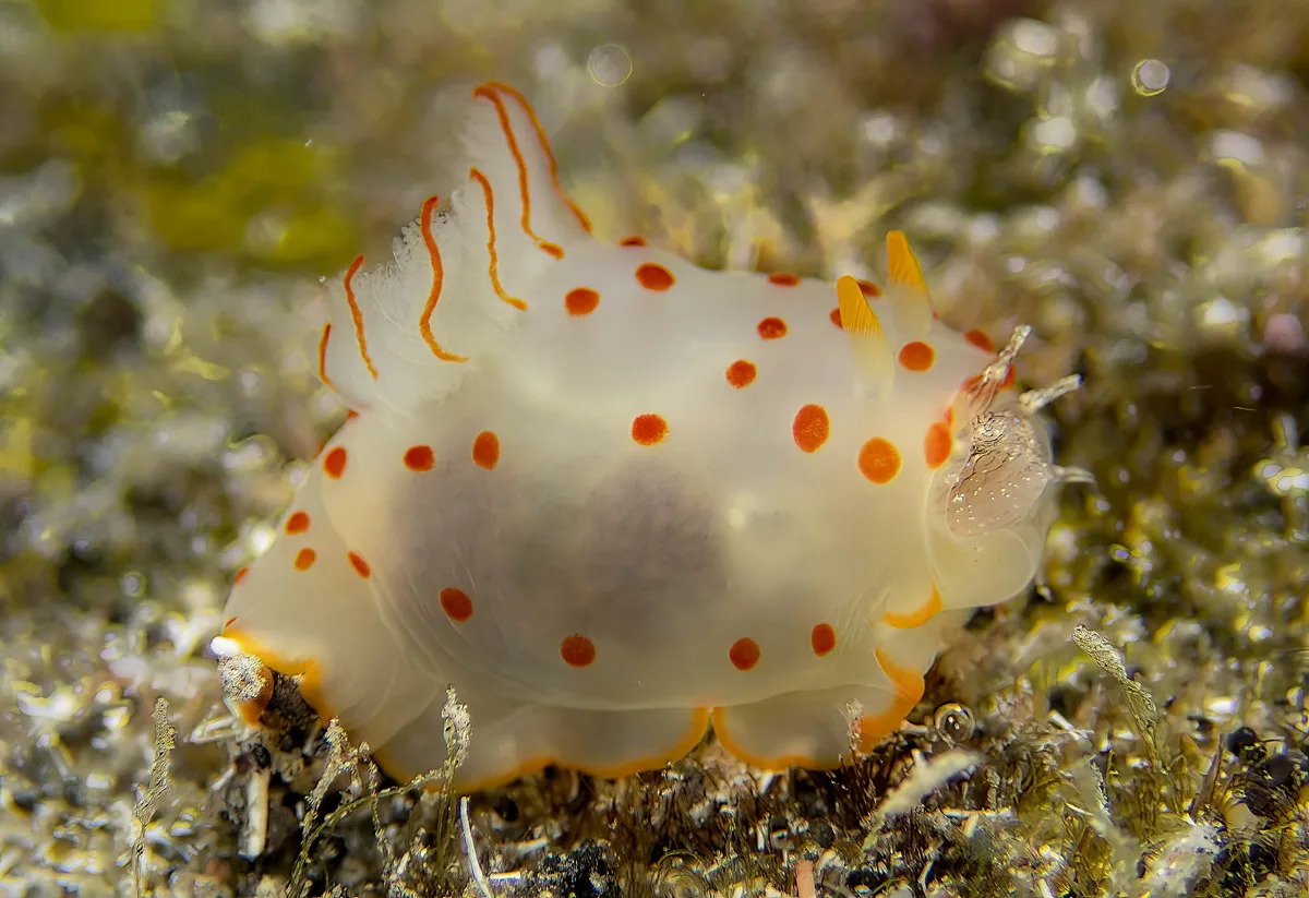 Gymnodoris ceylonica has just swallowed a Stylocheilus striatus