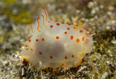 Gymnodoris ceylonica  has just swallowed a Stylocheilus striatus
