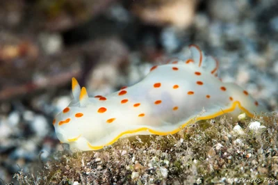 Gymnodoris ceylonica
