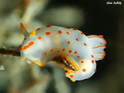 Gymnodoris ceylonica
