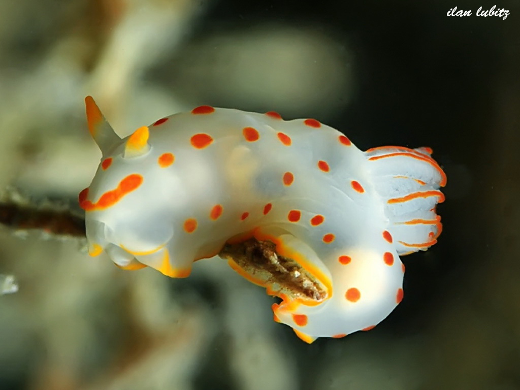 Gymnodoris ceylonica
