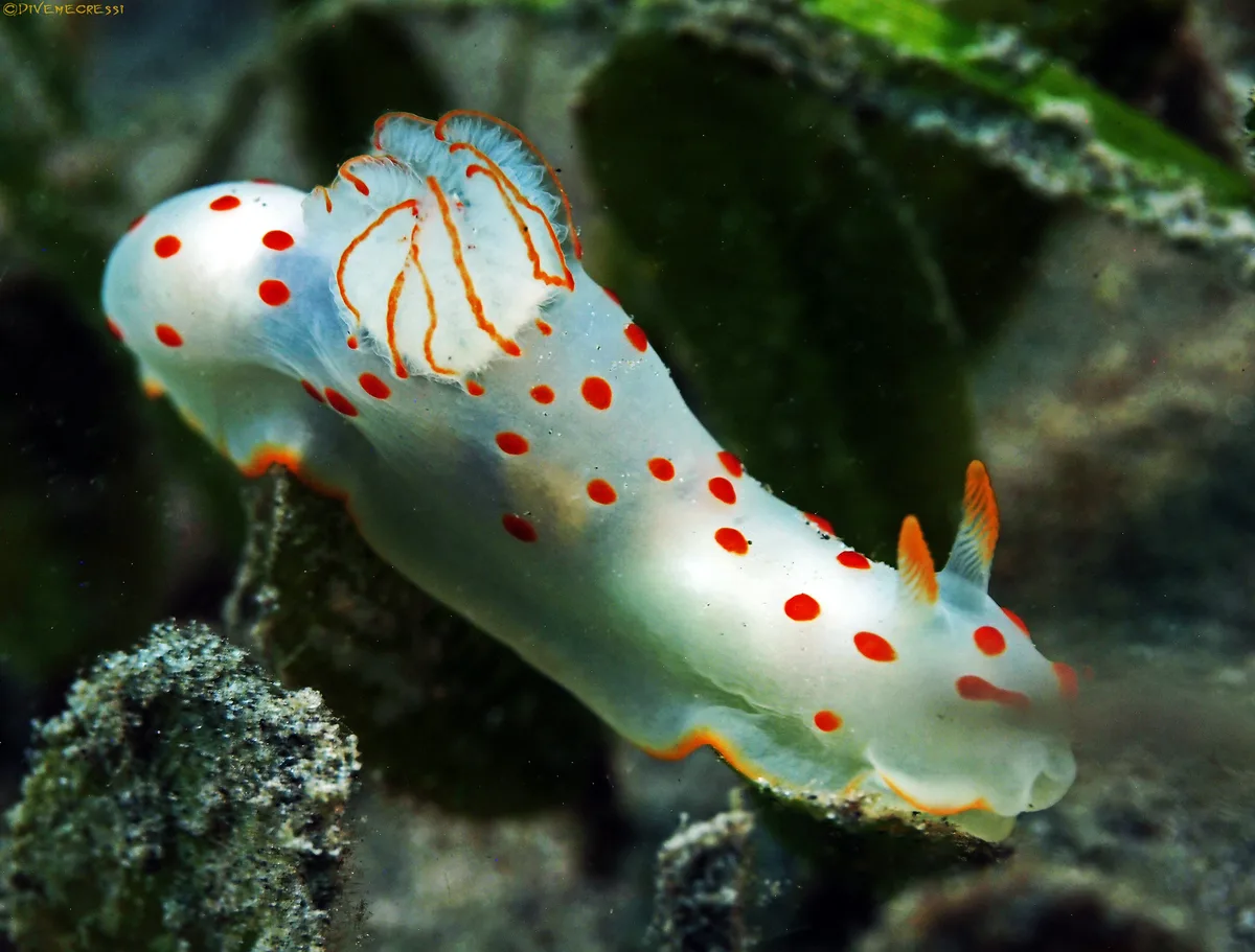 Gymnodoris ceylonica
