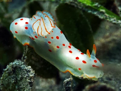 Gymnodoris ceylonica