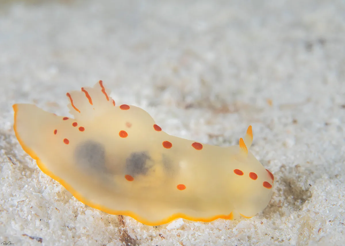 Ceylon Gymnodoris - Gymnodoris ceylonica