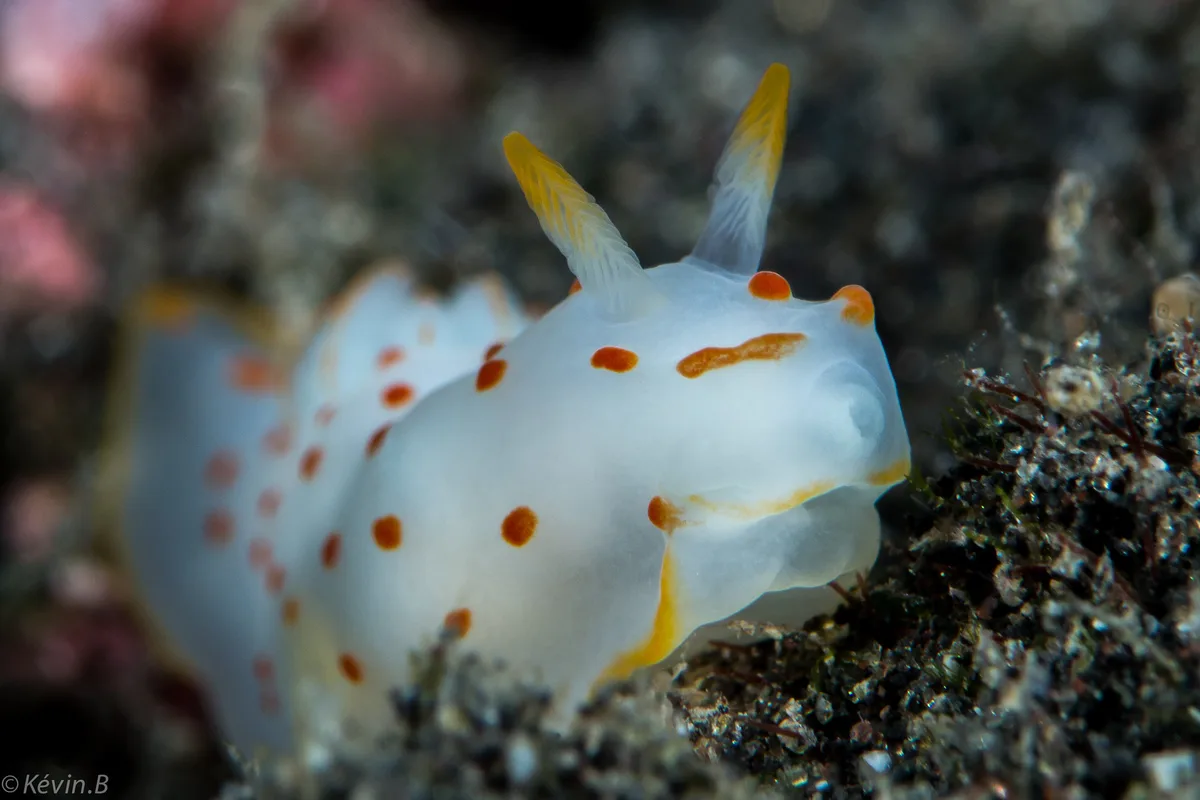 Gymnodoris ceylonica