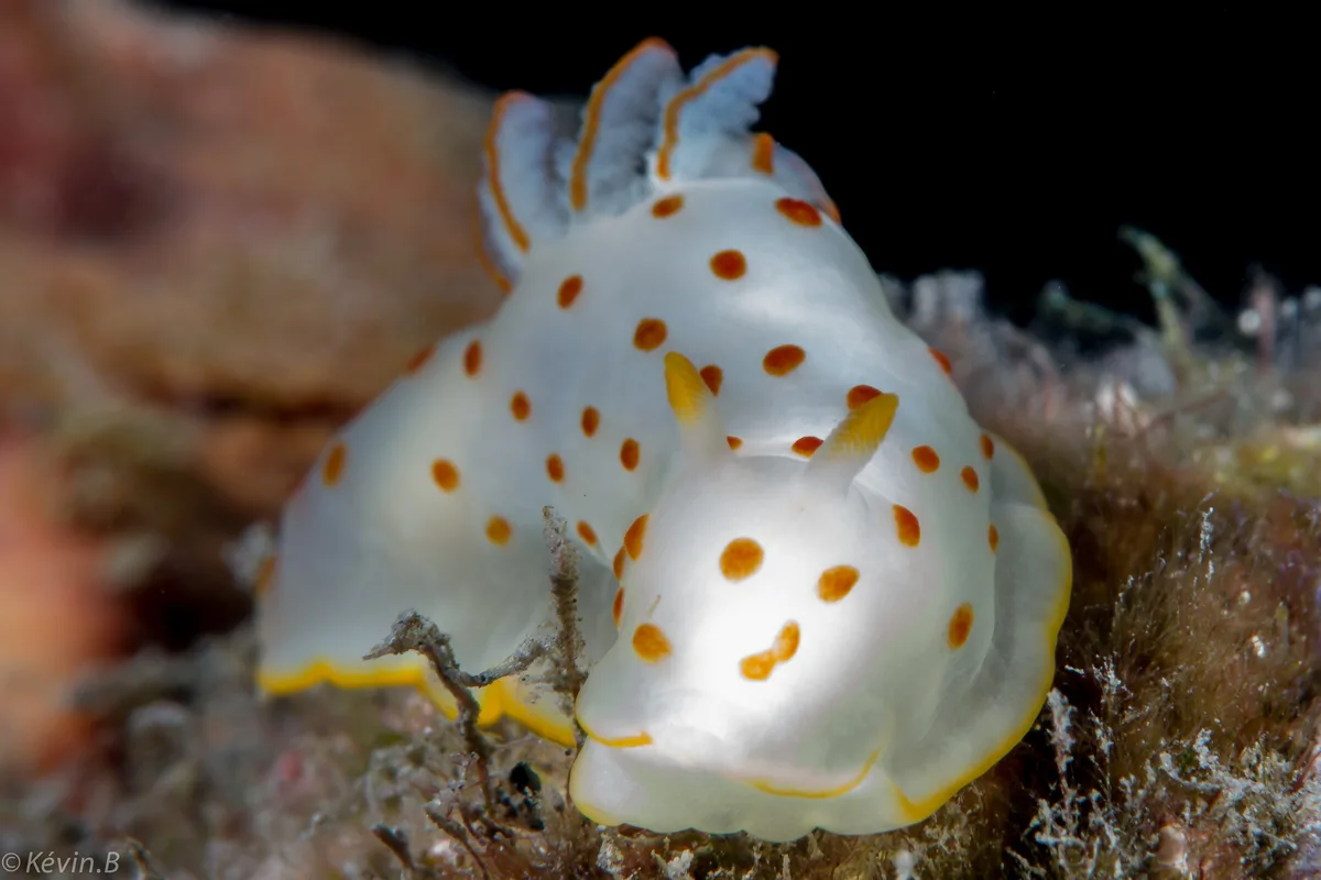 Gymnodoris ceylonica