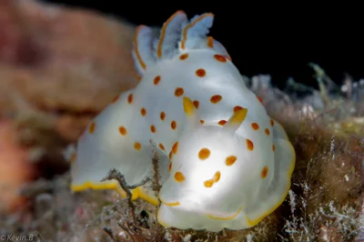Gymnodoris ceylonica