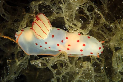 Ceylonica nudi laying eggs