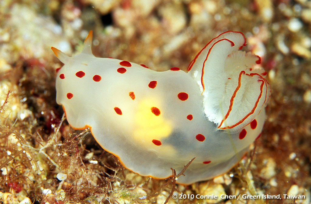Gymnodoris ceylonica