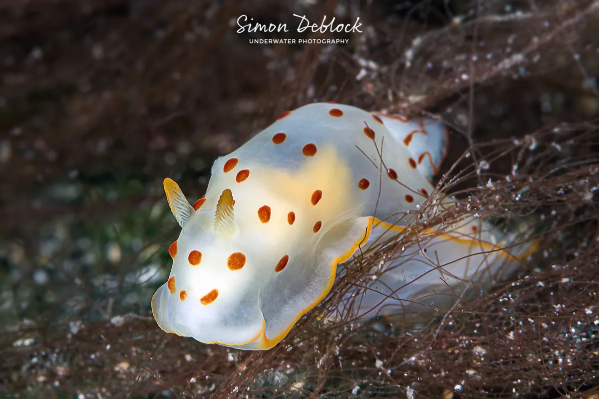 DSC_0917-Modifier