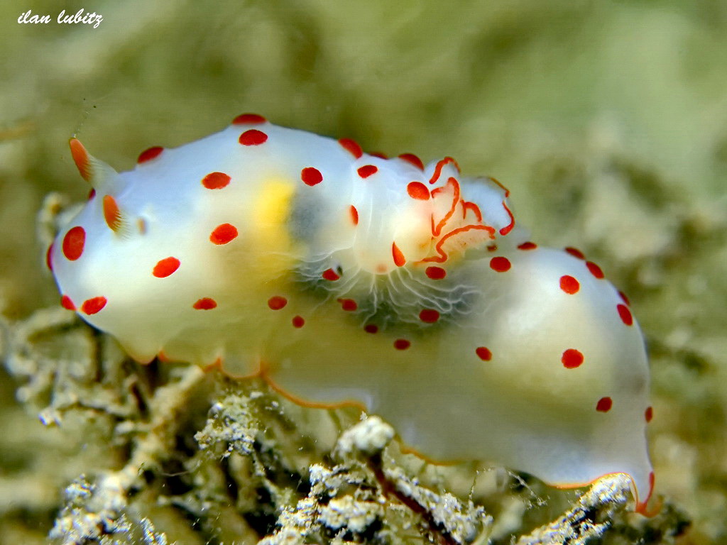 Gymnodoris ceylonica (4)