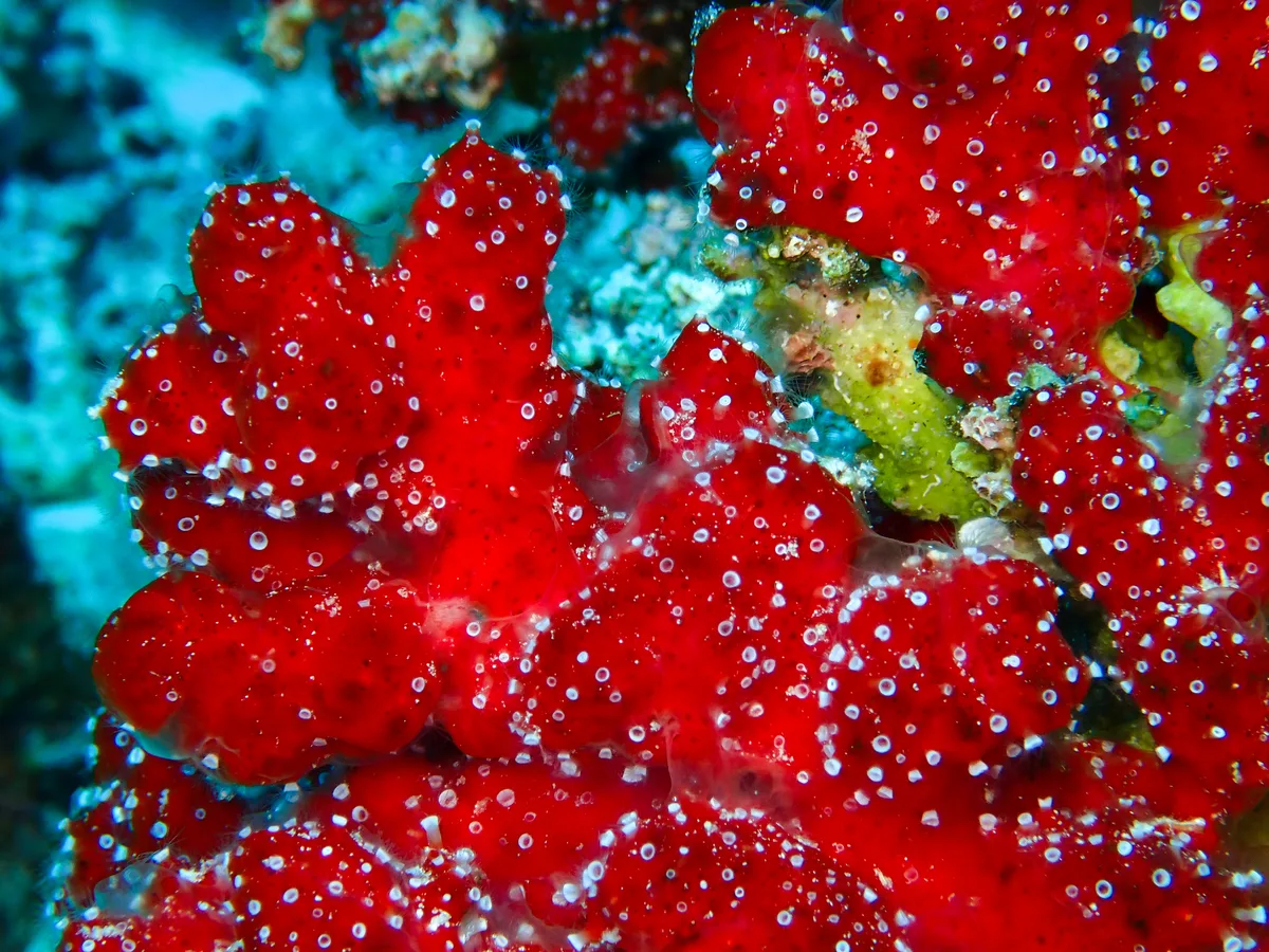 Polyp Sponge