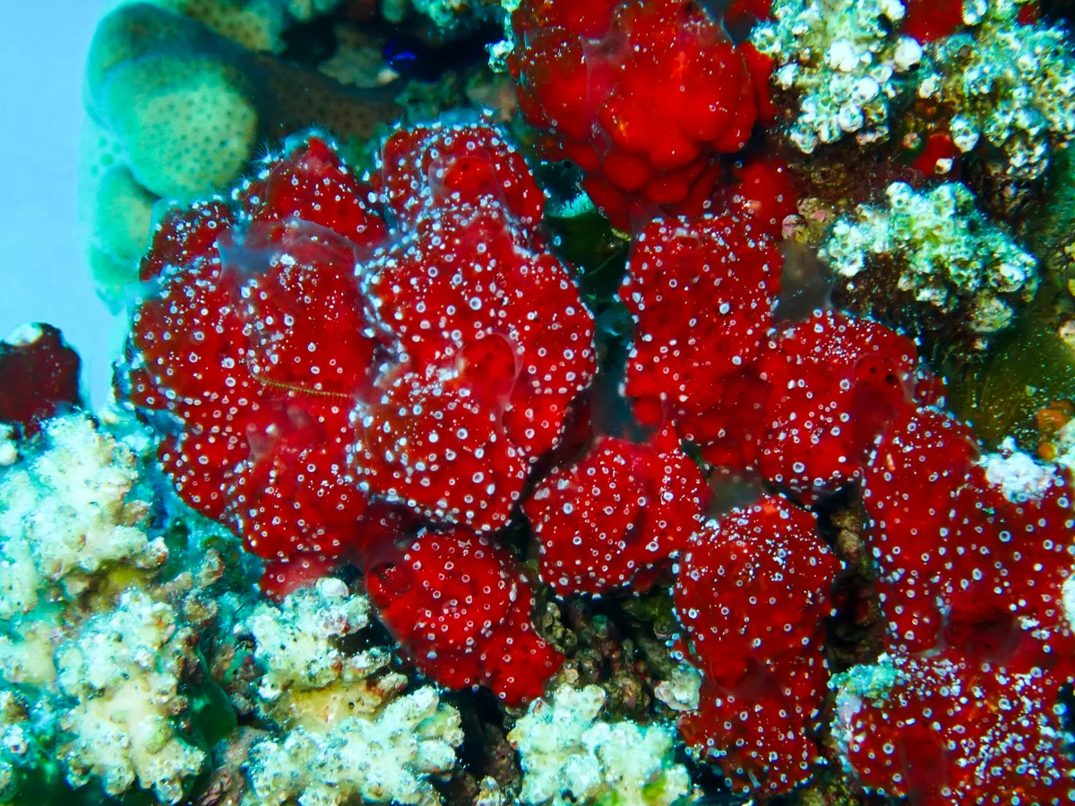 Polyp Sponge
