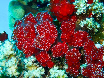 Polyp Sponge