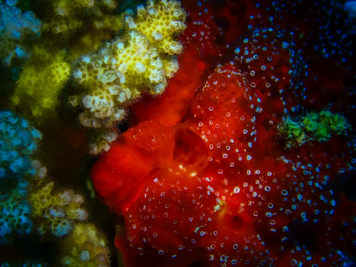 Polyp Sponge
