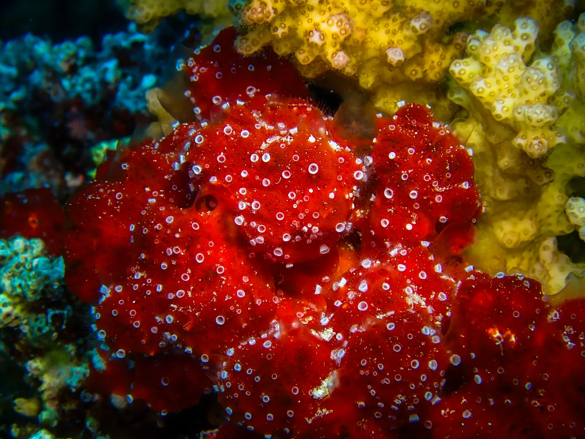 Polyp Sponge