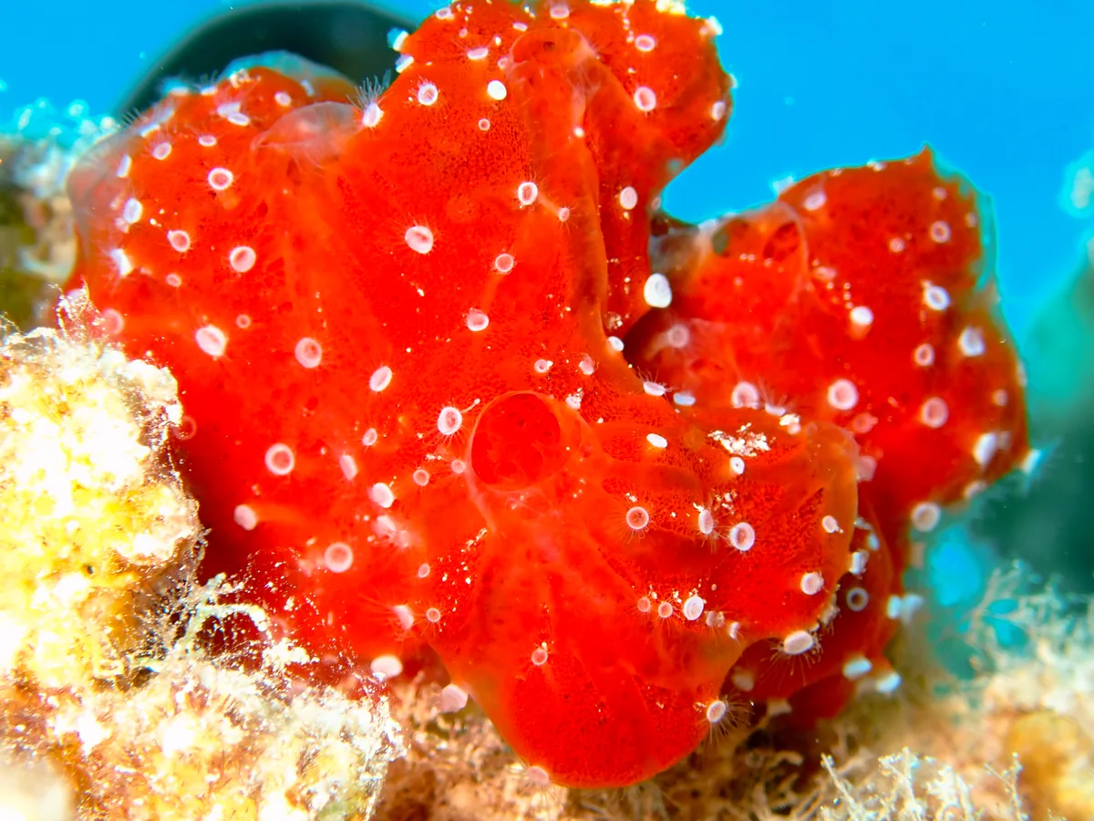 Polyp Sponge