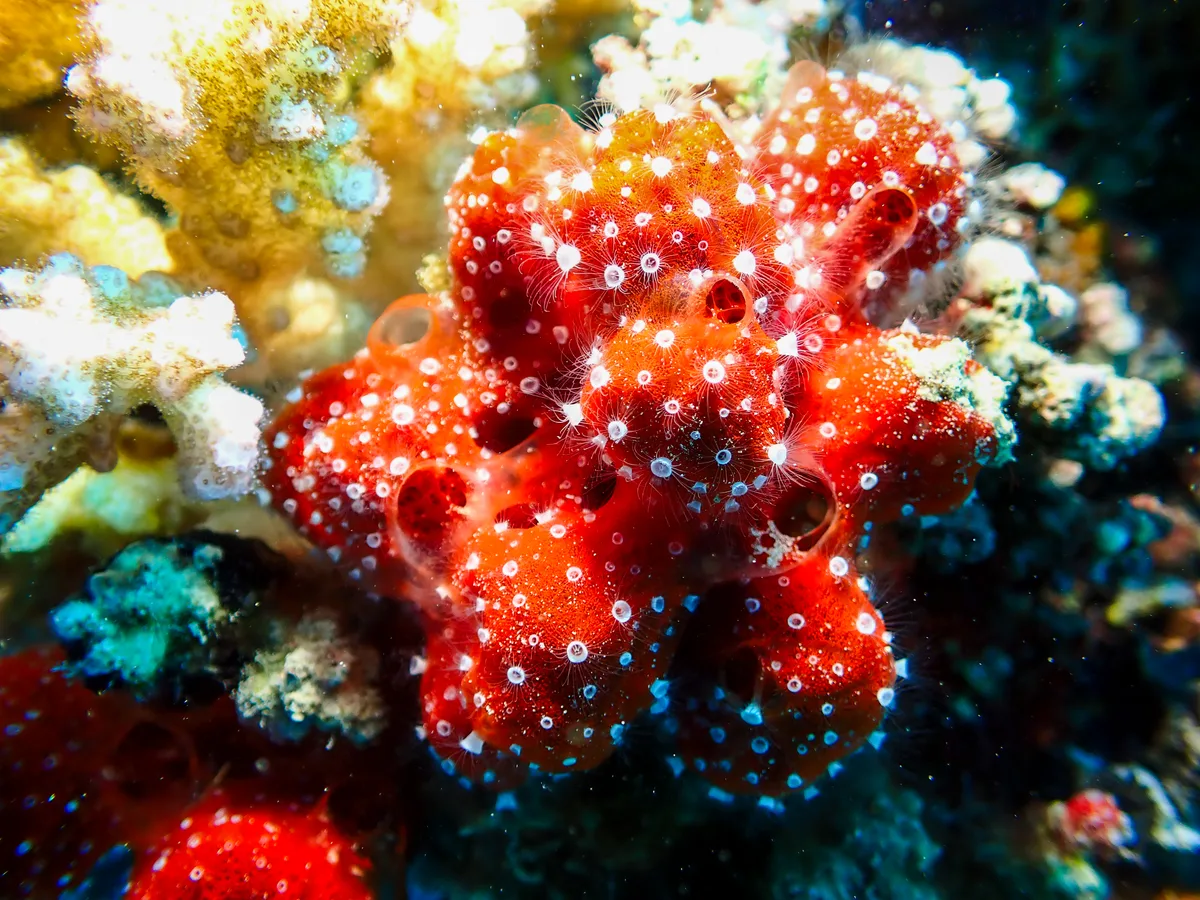 Polyp Sponge
