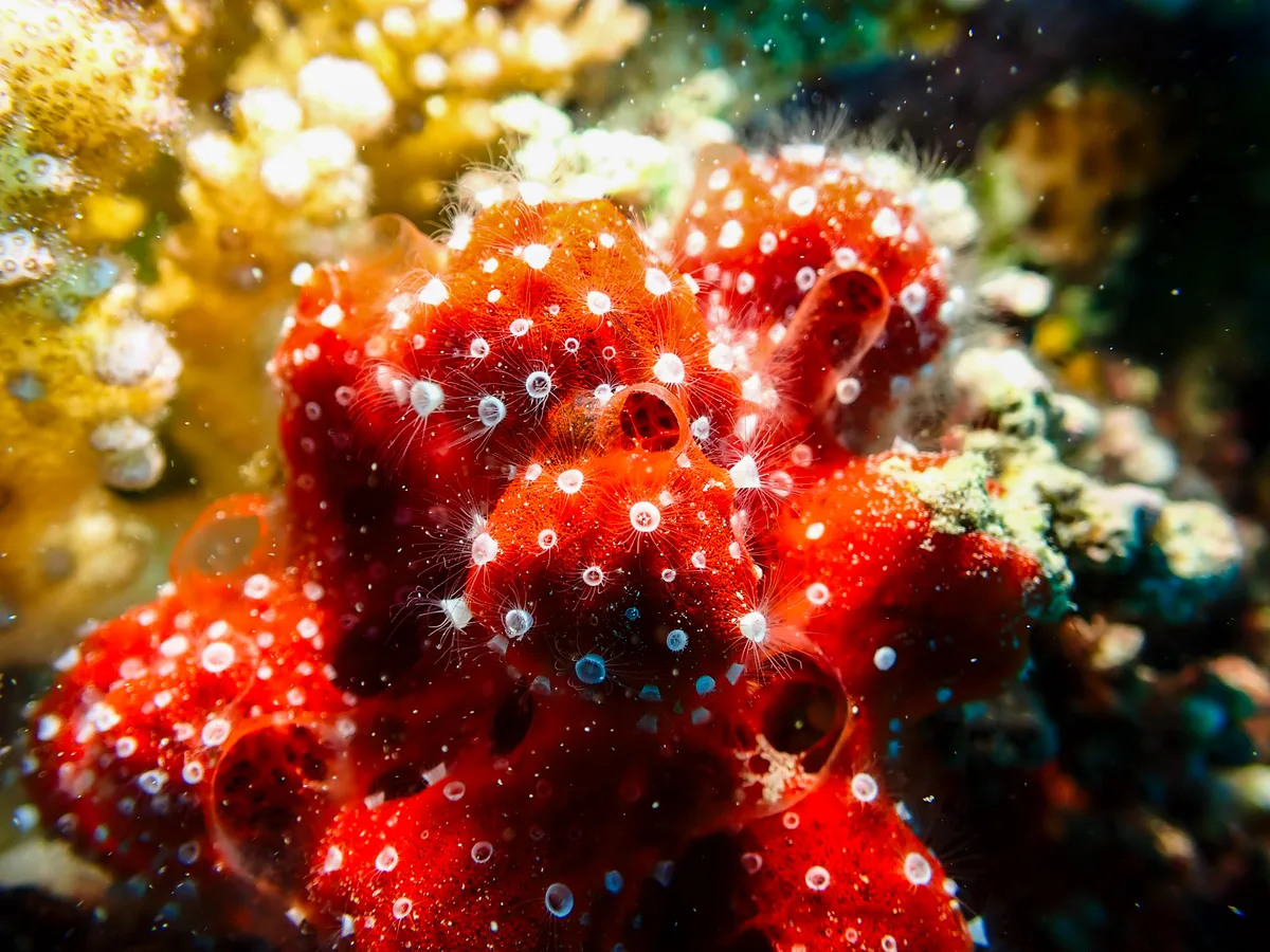 Polyp Sponge