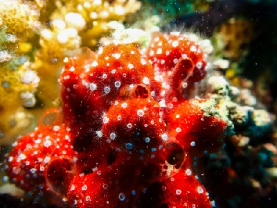 Polyp Sponge