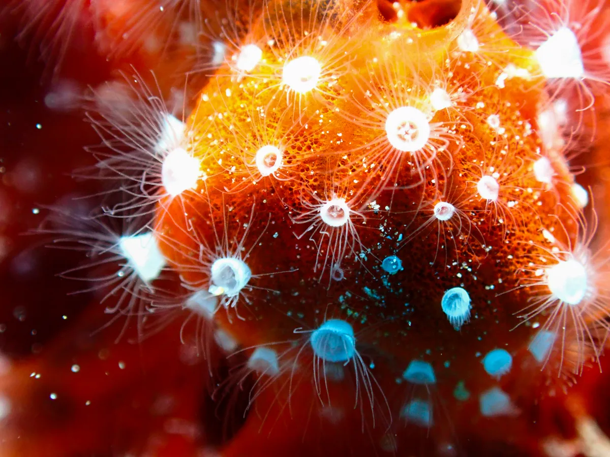Polyp Sponge