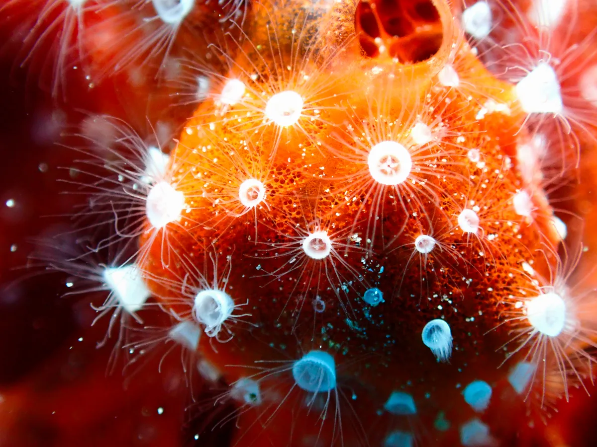 Polyp Sponge
