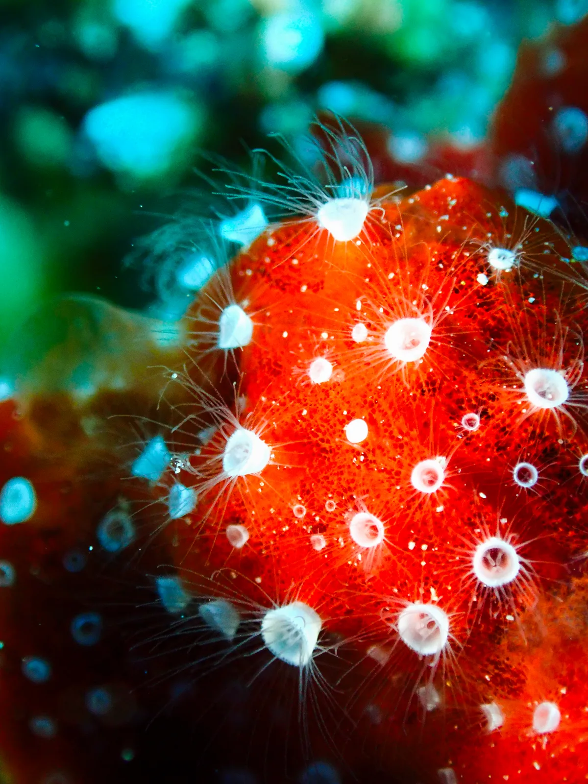 Polyp Sponge
