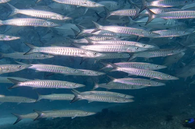 Sphyraena qenie; Blackfin or chevron barracuda #marineexplorer