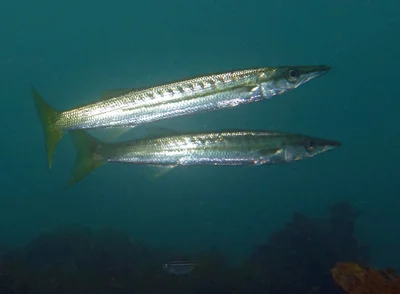 Striped seapike - Sphyraena obtusata