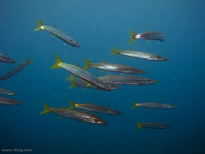 Long-finned Pike