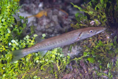 Sphyraena obtusata - Yanggelo, Arborek, Meos Mansar, Raja Ampat Regency, Southwest Papua, Indonesia