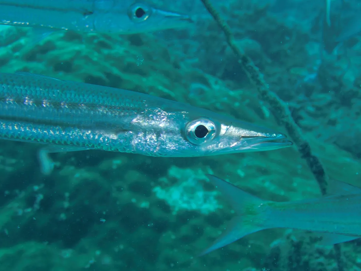 Sphyraena obtusata - El Nido, Palawan, Philippines