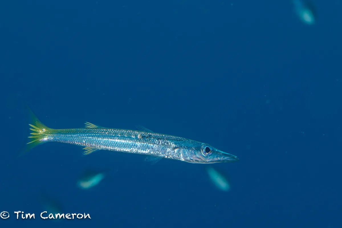 Sphyraena obtusata - Padre Burgos, Southern Leyte, Philippines
