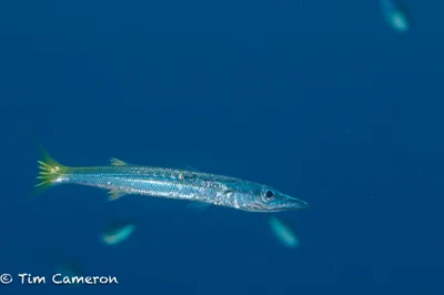 Sphyraena obtusata - Padre Burgos, Southern Leyte, Philippines