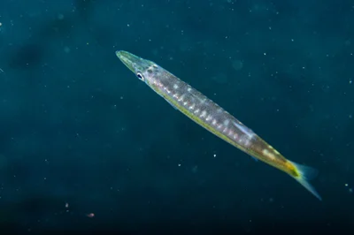 Sphyraena obtusata - Zamboanguita, Negros Oriental, Philippines