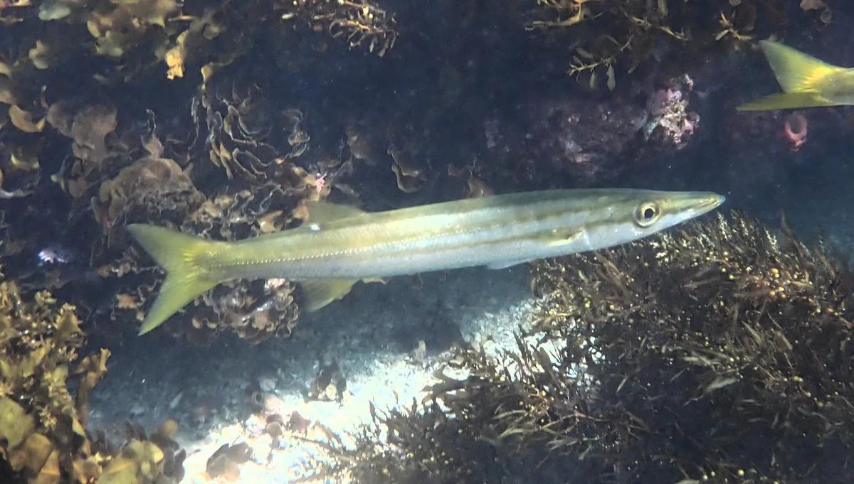 Sphyraena obtusata - Manly NSW 2095, Australia