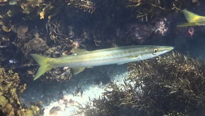 Sphyraena obtusata - Manly NSW 2095, Australia