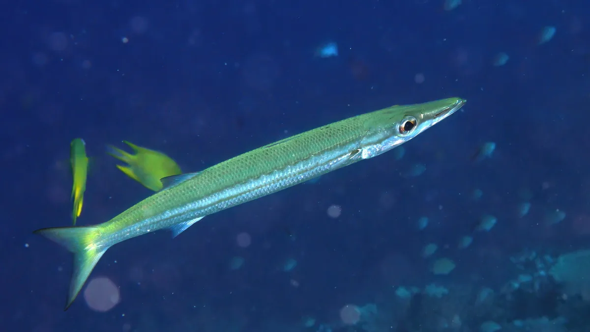 Sphyraena obtusata - Rakiraki, Fiji