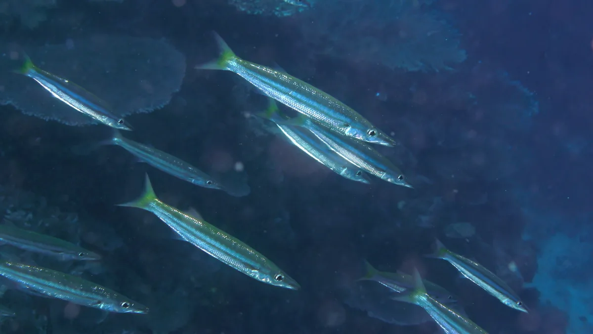 Sphyraena obtusata - Rakiraki, Fiji