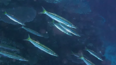 Sphyraena obtusata - Rakiraki, Fiji