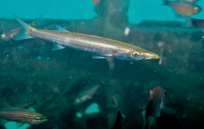 Sphyraena obtusata - Yehpanas, Bali, Indonesia