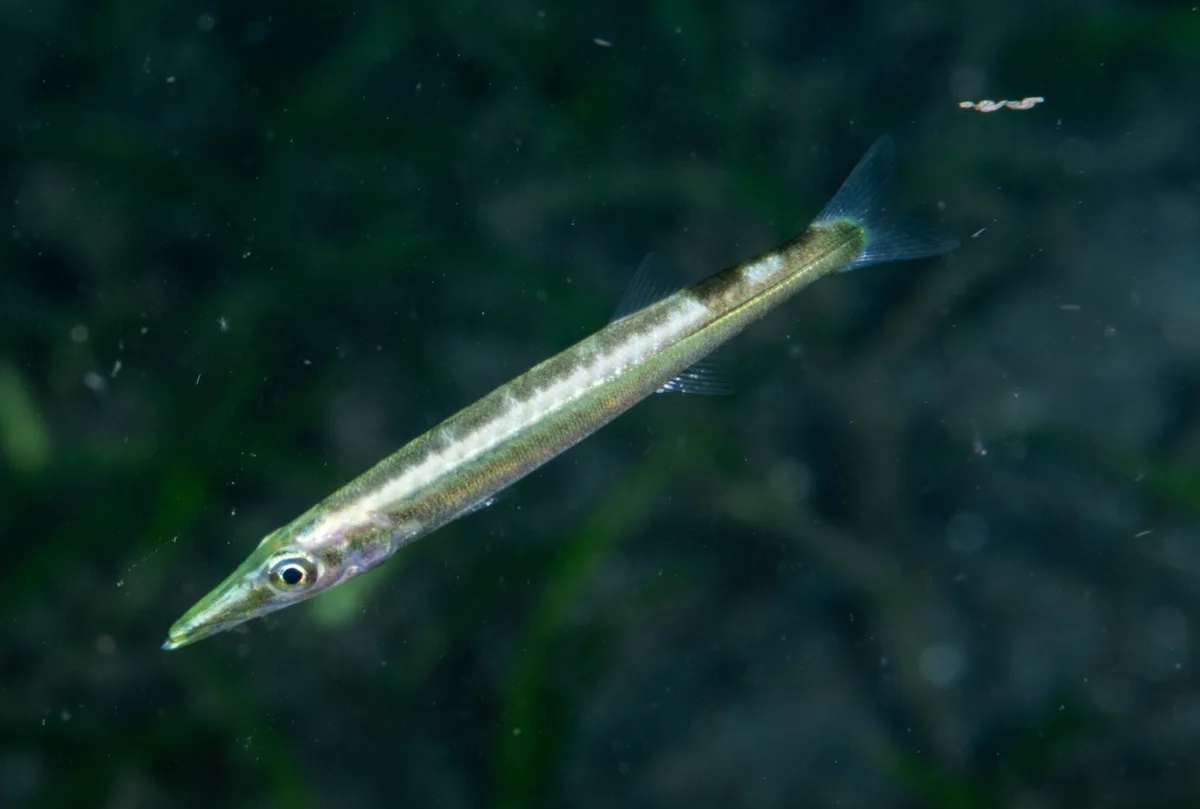 Sphyraena obtusata - Maluay Zamboanguita, Zamboanguita, 6218 Negros Oriental, Philippines